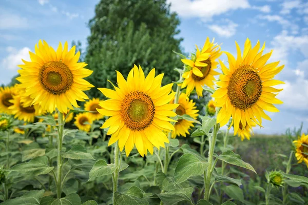 Blommande Solrosor Fältet — Stockfoto