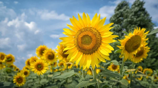 Girassóis Floridos Campo — Fotografia de Stock