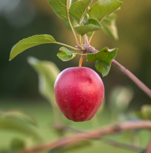 红苹果在树枝上 莫迪苹果树 — 图库照片