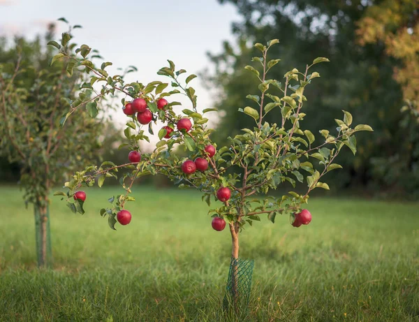 Giovane Melo Con Mele Rosse Albero Mele Modi — Foto Stock