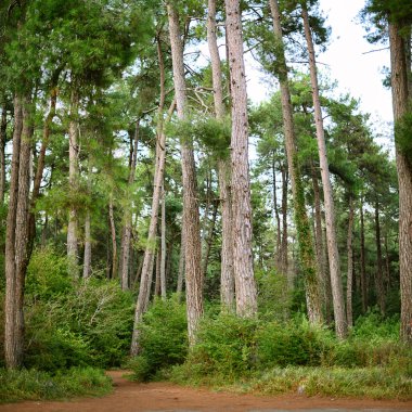 Pine grove clipart