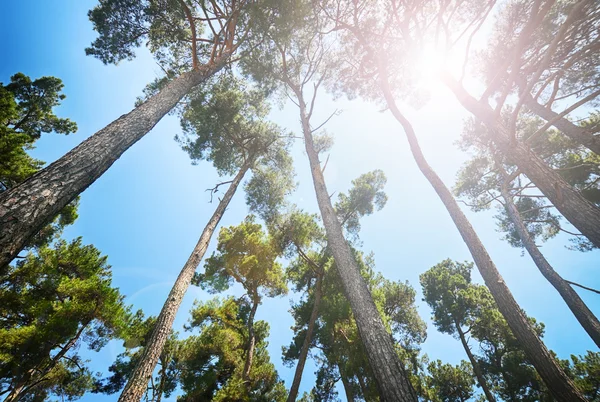 Pine trees under the sun — Stock Photo, Image