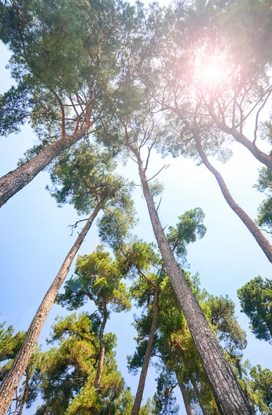 Pine trees and sun — Stock Photo, Image