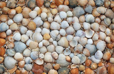 Deniz kabukları arka plan