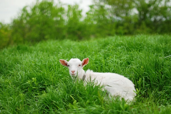 Joven cabra acostada — Foto de Stock