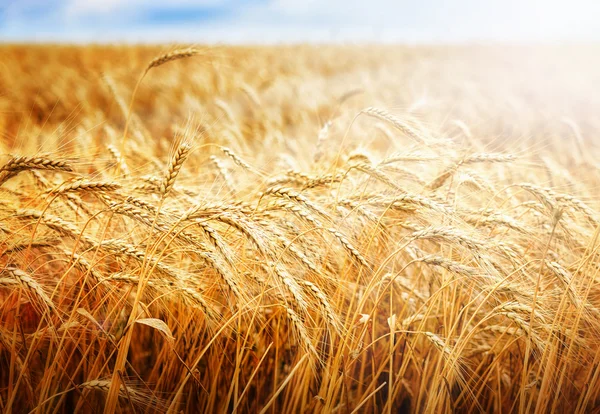 Gyllene vetefält och sol — Stockfoto