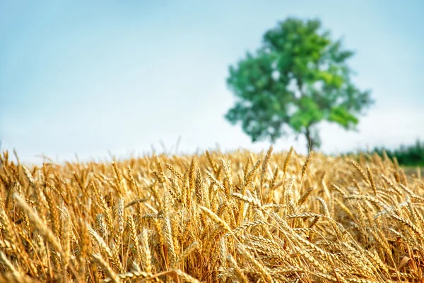 Pšeničné pole a strom — Stock fotografie