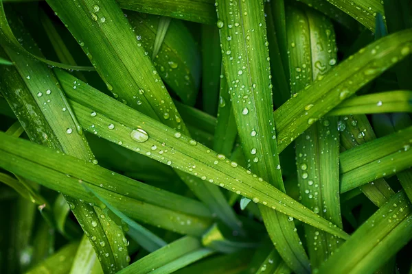 Gota na grama . — Fotografia de Stock