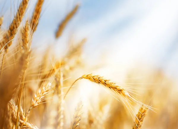 Wheat under sun — Stock Photo, Image