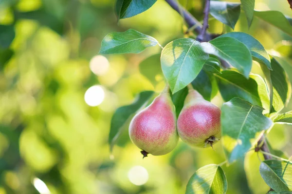 Päron — Stockfoto