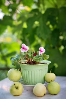 Çiçek ve elma