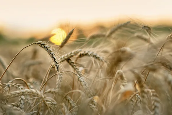 Wheat and sun — Stock Photo, Image
