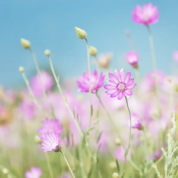 Flor rosa —  Fotos de Stock