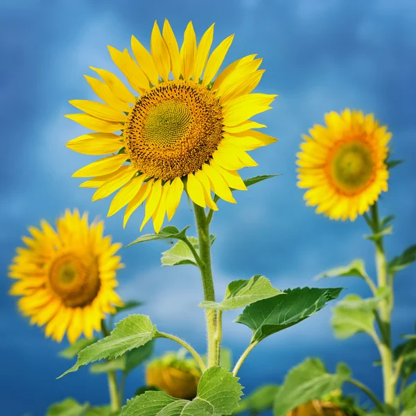 Sonnenblumen auf dem Feld. — Stockfoto