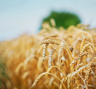 buğday alan hasat için hazır