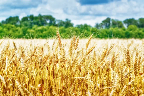 Gouden tarwe klaar voor de oogst — Stockfoto