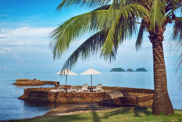 Eine Palme auf einem Strand — Stockfoto