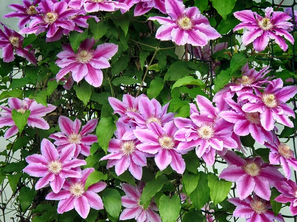 Flores de clematis roxas — Fotografia de Stock