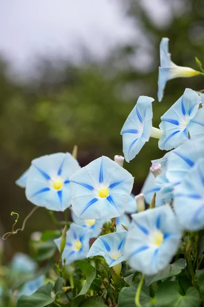 Blue Morning Glory — Stockfoto