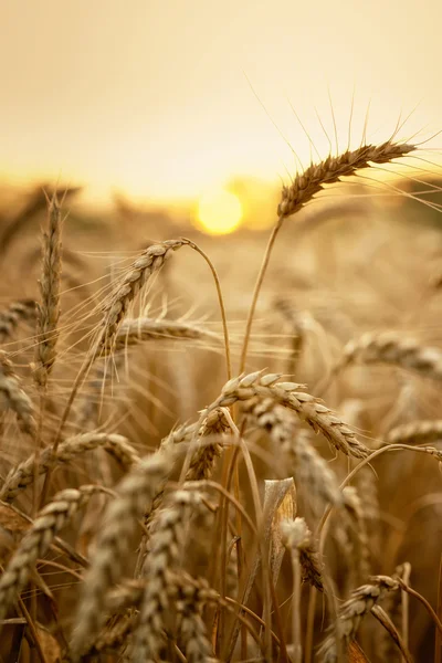 Wheat in early sunlight — Stock Photo, Image