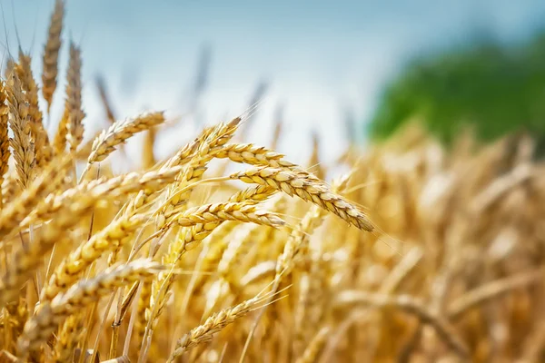 Campo de grãos amarelos — Fotografia de Stock