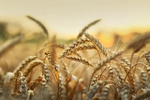 Пшеница при раннем солнечном свете — стоковое фото