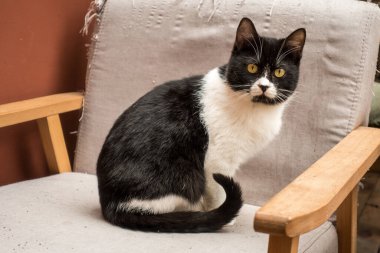 Sandalyede oturan bir inek ve bir kedi