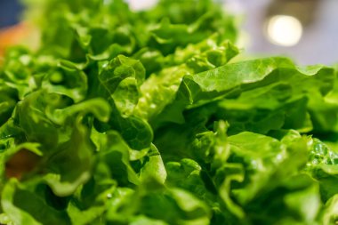 Marul, kapalı mekan ışıklarının altında ayrılıyor. 