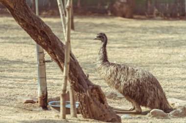 Devekuşunun kenarı. 