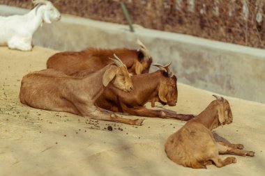 Hayvanat bahçesinde güneşin tadını çıkaran keçi. 