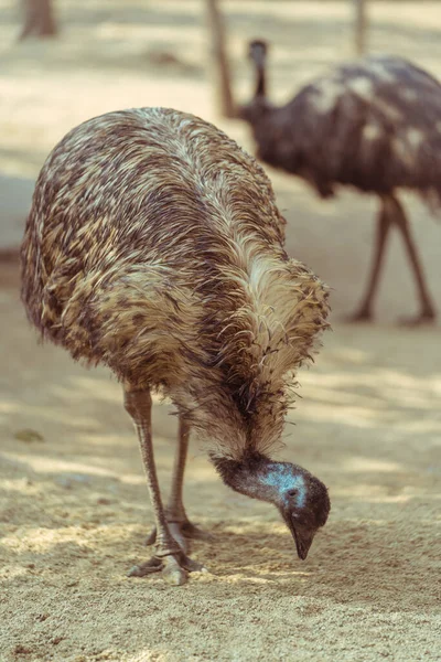 Avestruz Jardim Zoológico Está Procurar Comida — Fotografia de Stock
