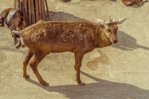 Veado Zoológico — Fotografia de Stock