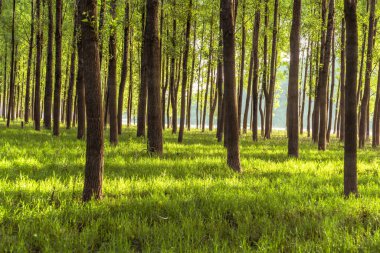 Ormanın erken saatlerinde 