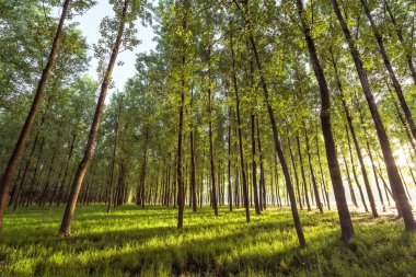 Ormanın erken saatlerinde 