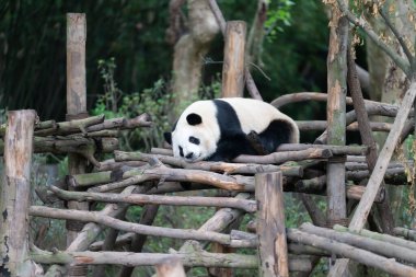 Dev pandalar Çin 'in Sichuan eyaletindeki Chengdu üreme üssünde ulusal düzeyde korunuyor. 