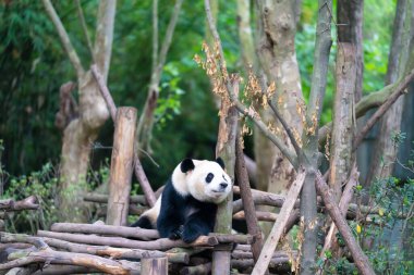 Dev pandalar Çin 'in Sichuan eyaletindeki Chengdu üreme üssünde ulusal düzeyde korunuyor. 