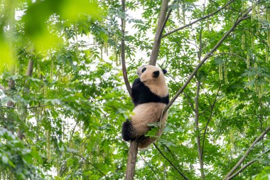 Dev pandalar Çin 'in Sichuan eyaletindeki Chengdu üreme üssünde ulusal düzeyde korunuyor. 