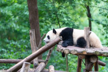 Dev pandalar Çin 'in Sichuan eyaletindeki Chengdu üreme üssünde ulusal düzeyde korunuyor. 
