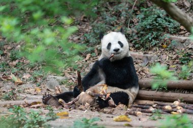 Dev pandalar Çin 'in Sichuan eyaletindeki Chengdu üreme üssünde ulusal düzeyde korunuyor. 
