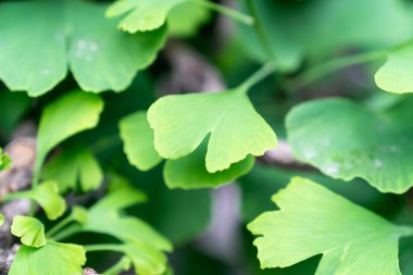 Bu yeşil bir ginkgo yaprağının yakın çekimi. 