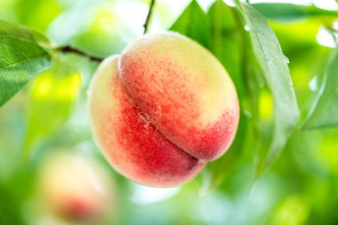 Ağaçta olgun bir şeftali var.