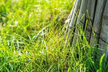 Çimenlikteki yeşil çimlere yakın çekim 