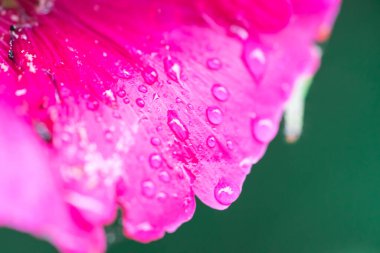 Sabah çiçeklerindeki çiy taneleri 