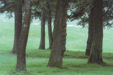 Çam dalları çimlerin üzerinde duruyor. 