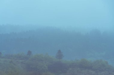 Sabah, sisli dağ ormanı 