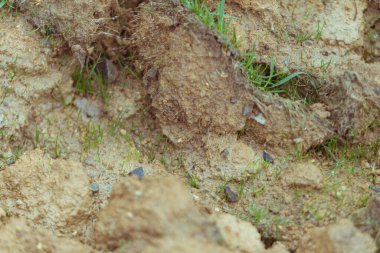 Açık arazide yetişen bitkilerin genç filizleri. 