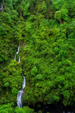 Yeşil orman nehrine bakan  