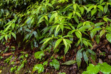 Yağmurdan sonra ıslak yeşil yapraklar 