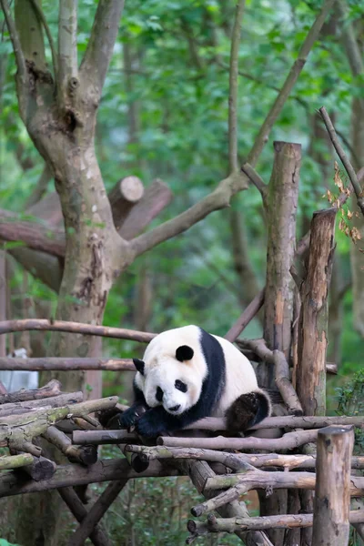 Riesenpandas Werden Auf Nationaler Ebene Der Zuchtbasis Chengdu Der Chinesischen — Stockfoto