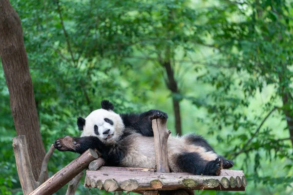 Óriás Pandákat Nemzeti Szinten Védik Kínai Szecsuán Tartományban Található Chengdu — Stock Fotó